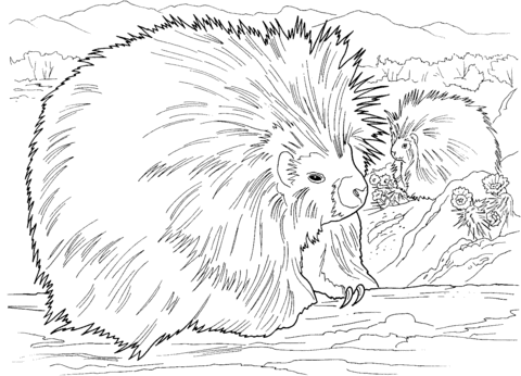 Two Porcupines Coloring Page